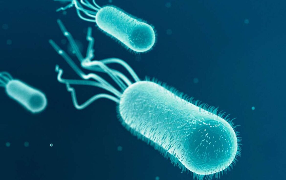 Escherichia coli: approfondimento